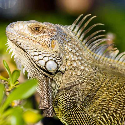 Iguana Leaves Side