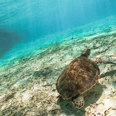 Turtle Swimming Sea