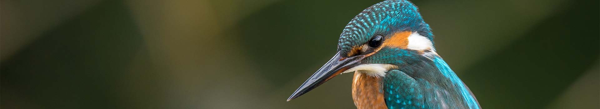 Bird Blue Coffee Branch Side