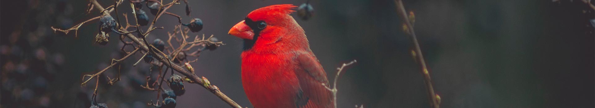 Bird Red Branch Frontal