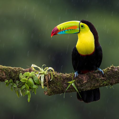 Tucan Yellow Red Black Branch Side