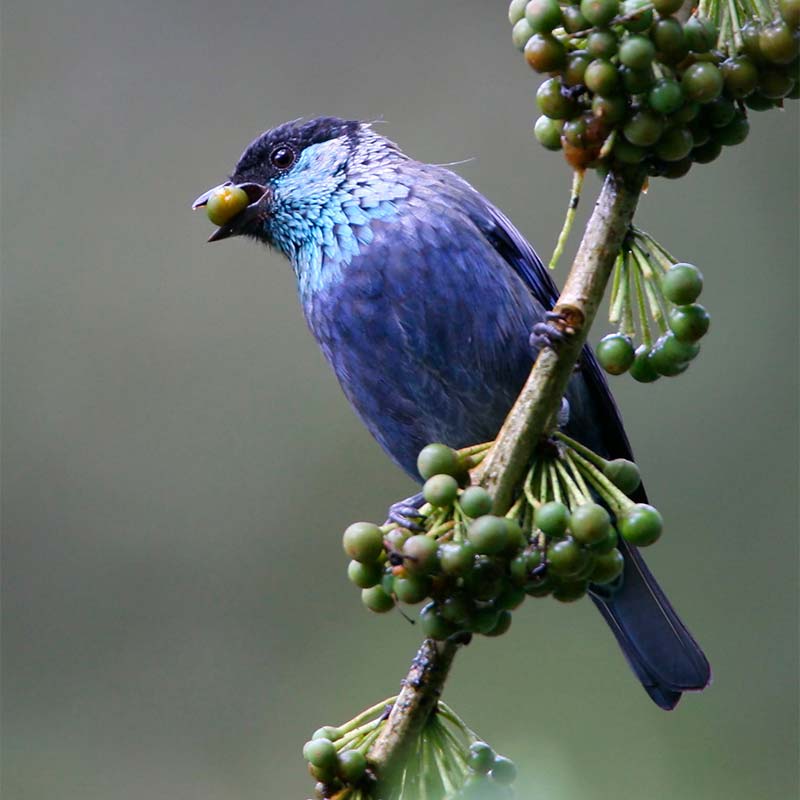 Bird Violet Branch Fruits Side