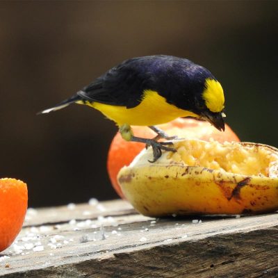 Bird Eating Banana