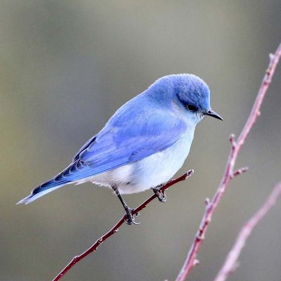 Bird Blue White Blur