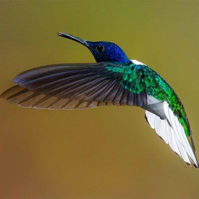 Hummingbird Blue White Green Wings Closed