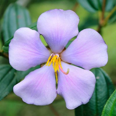 Flower Purple Five Petals Pistil Yellow