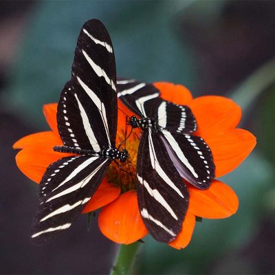 Flower Orange Two Butterflies